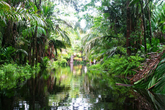 Tortuguero