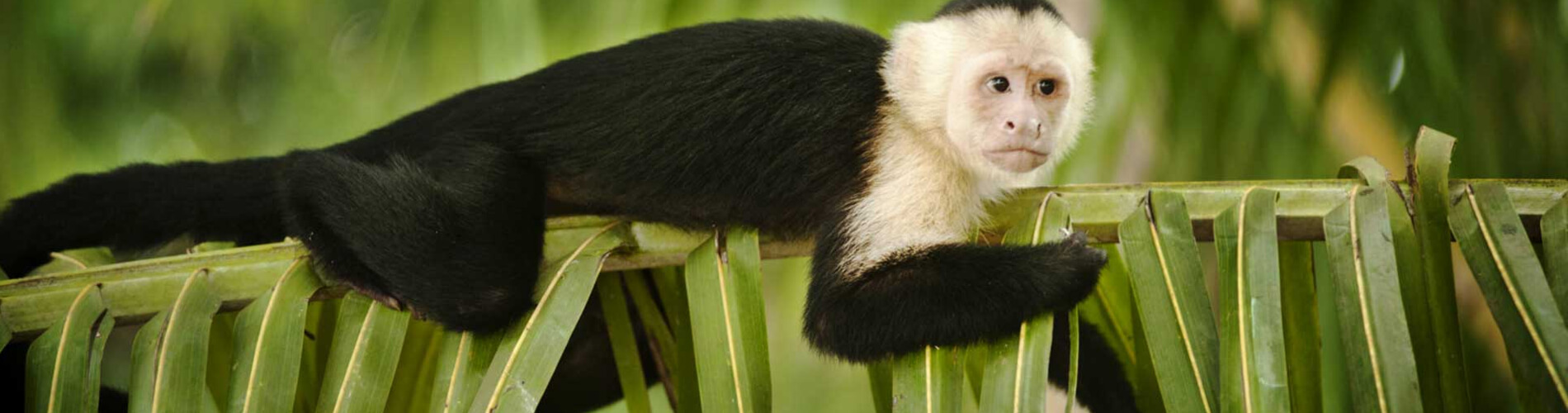 Manuel Antonio