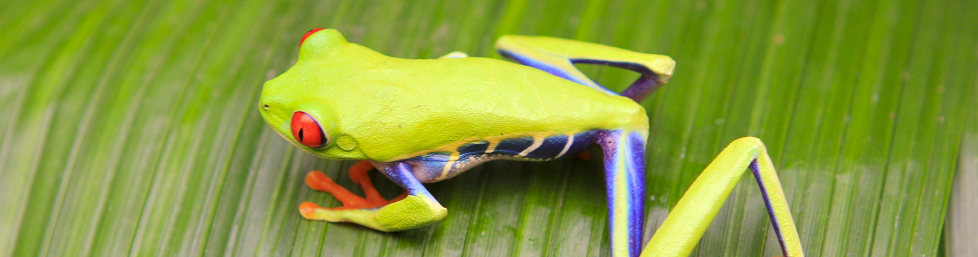 Sarapiquí
