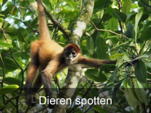 dieren-spotten