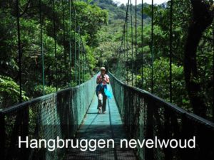 hangbruggen-nevelwoud