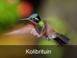 kolibrituin