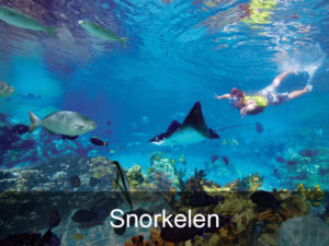 snorkelen