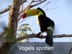 vogels-spotten