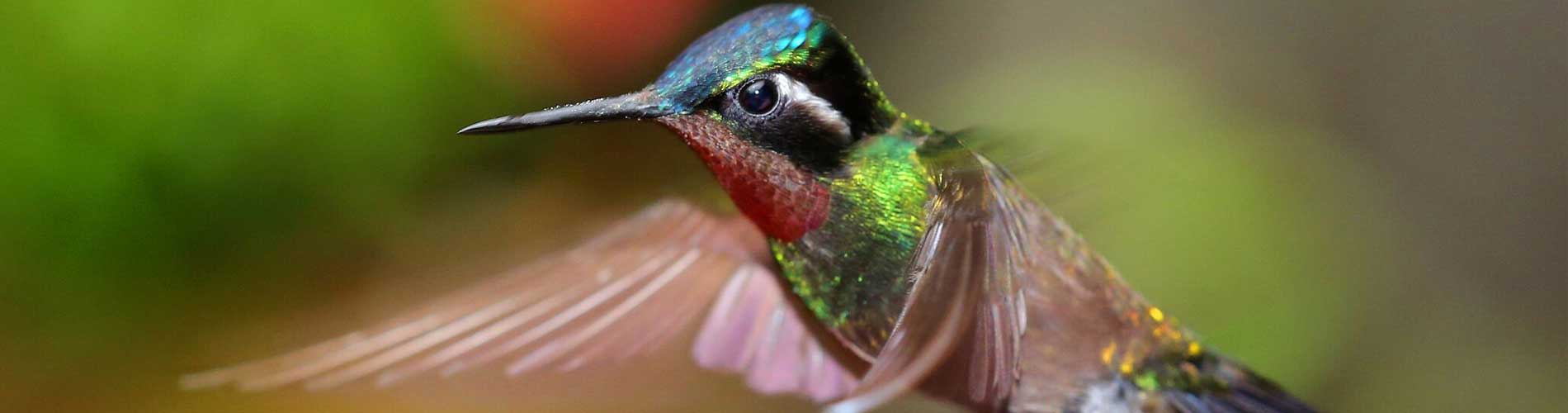 Jardín de colibríes