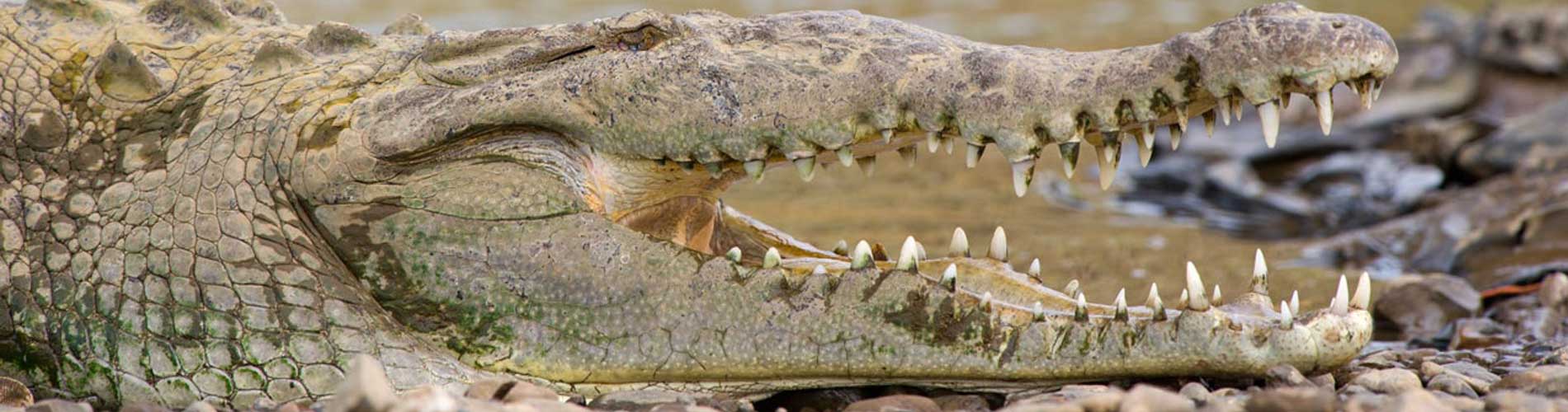 Krokodillentour