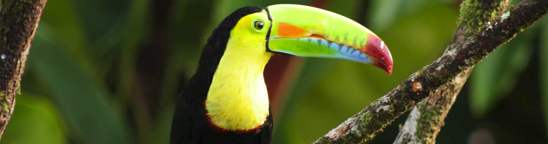 Observación de aves