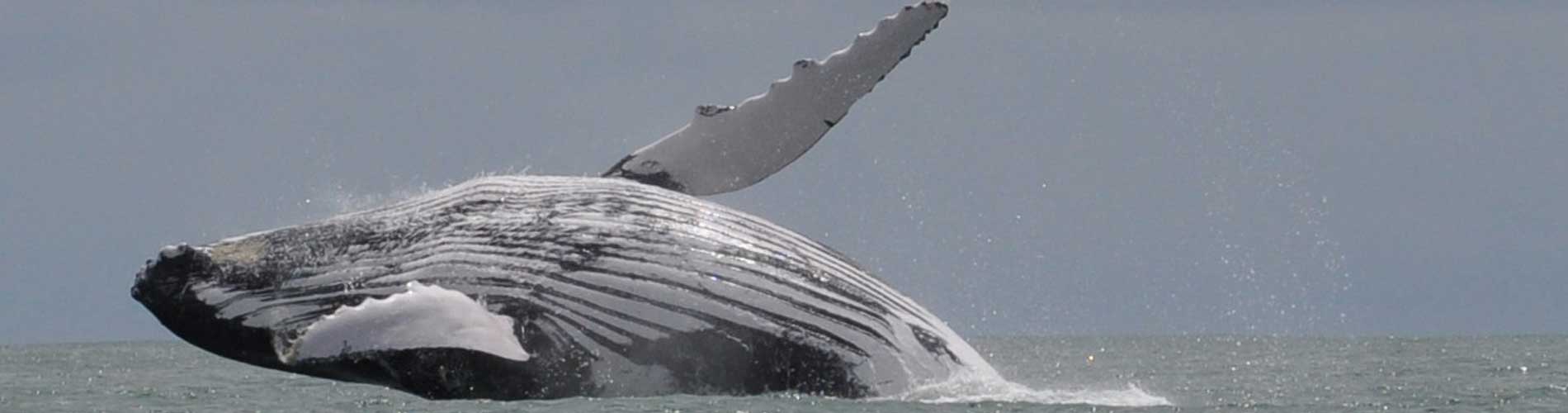 Tour de ballenas