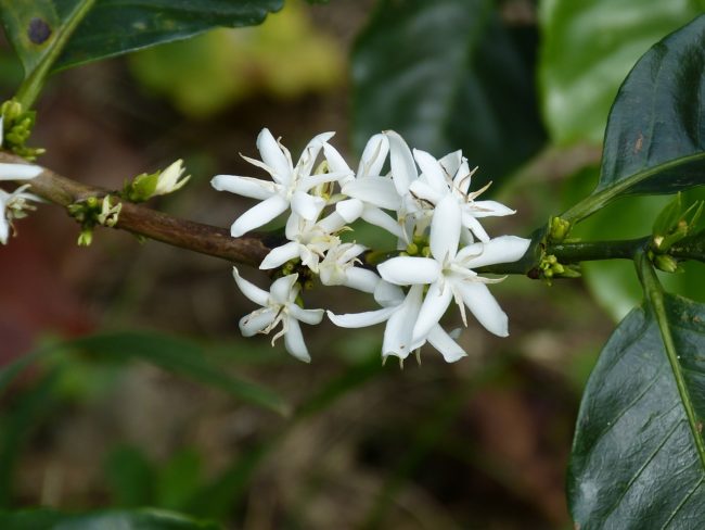 Coffee tour costa rica