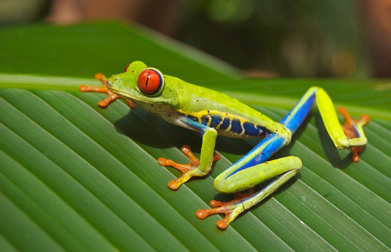 Rechtstreekse vlucht Costa Rica