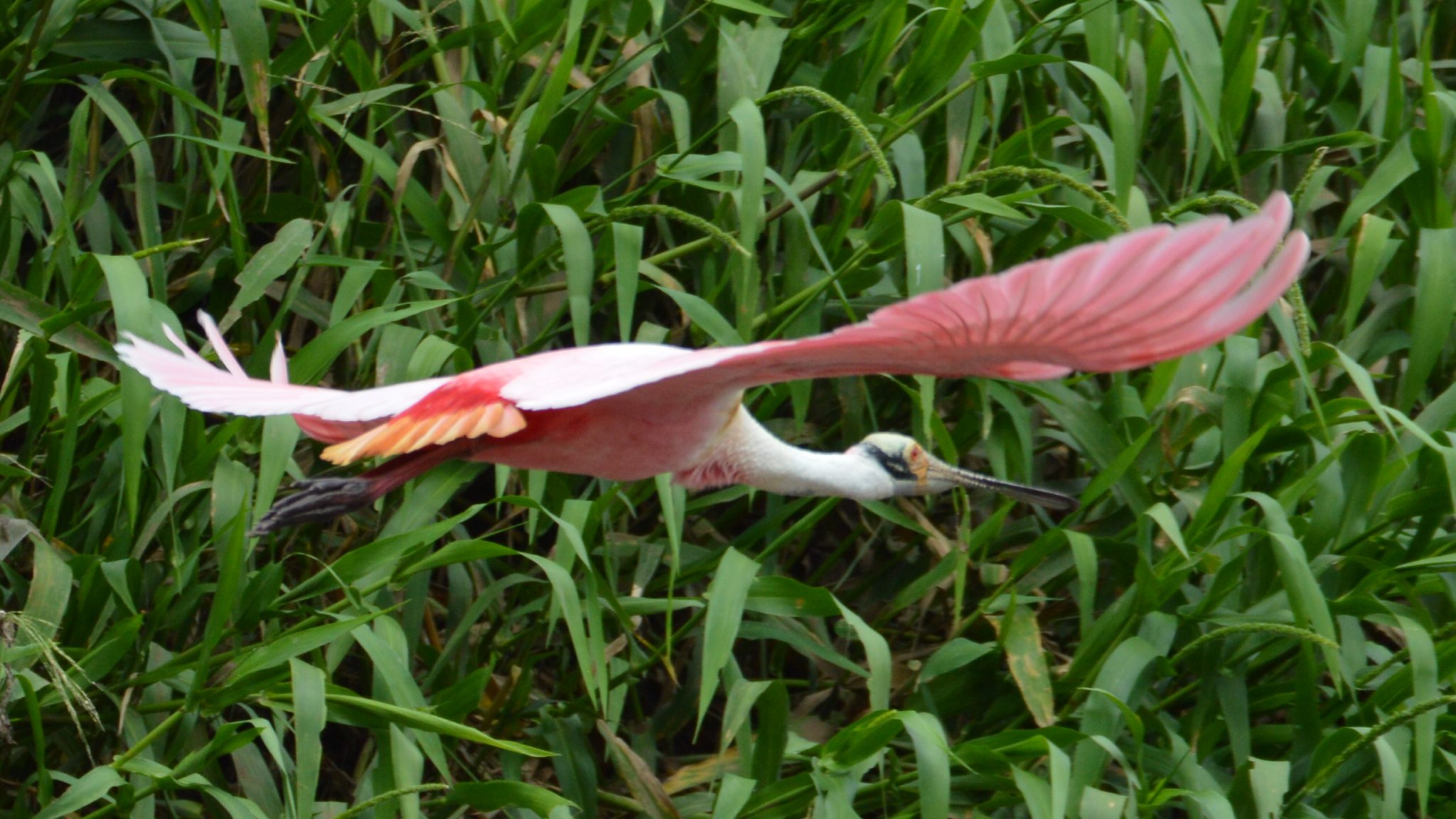 Vogels Costa Rica