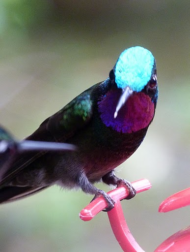 Vogels Costa Rica