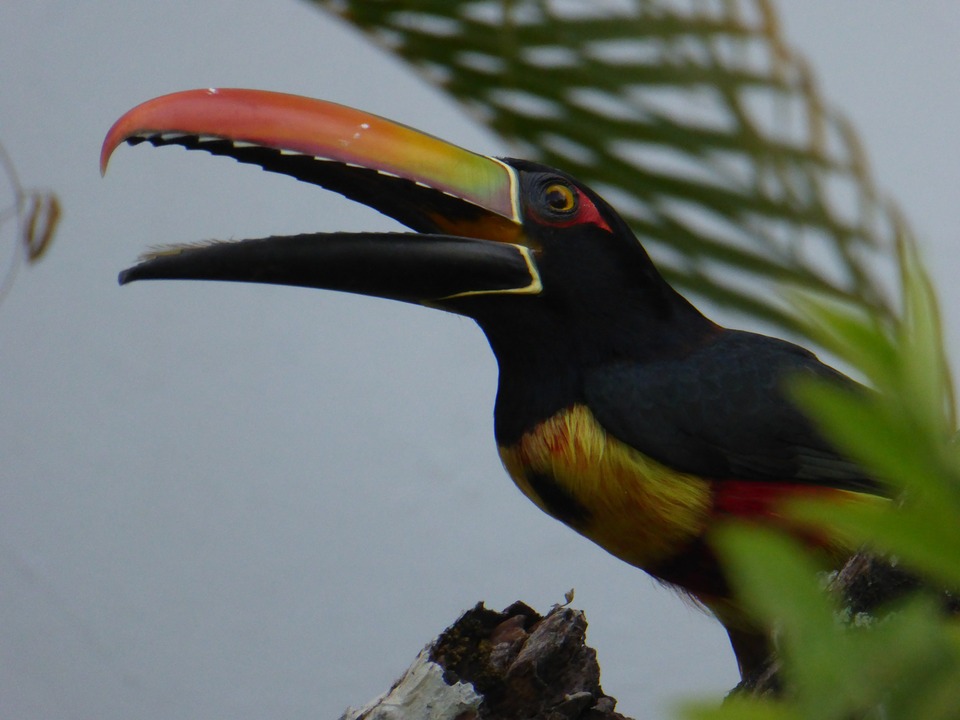 Vogels Costa Rica