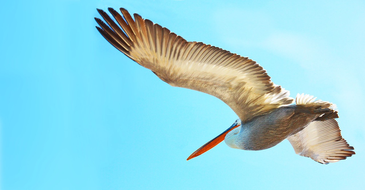 Vogels Costa Rica