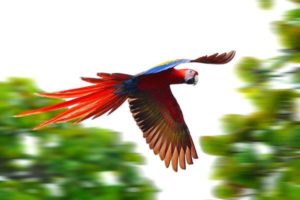 Vogels Costa Rica