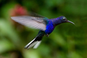 Vogels Costa Rica