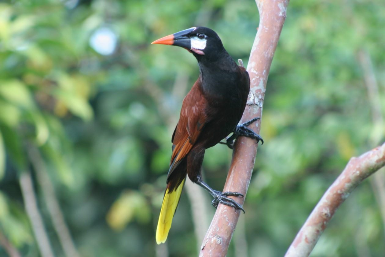 Vogels Costa Rica