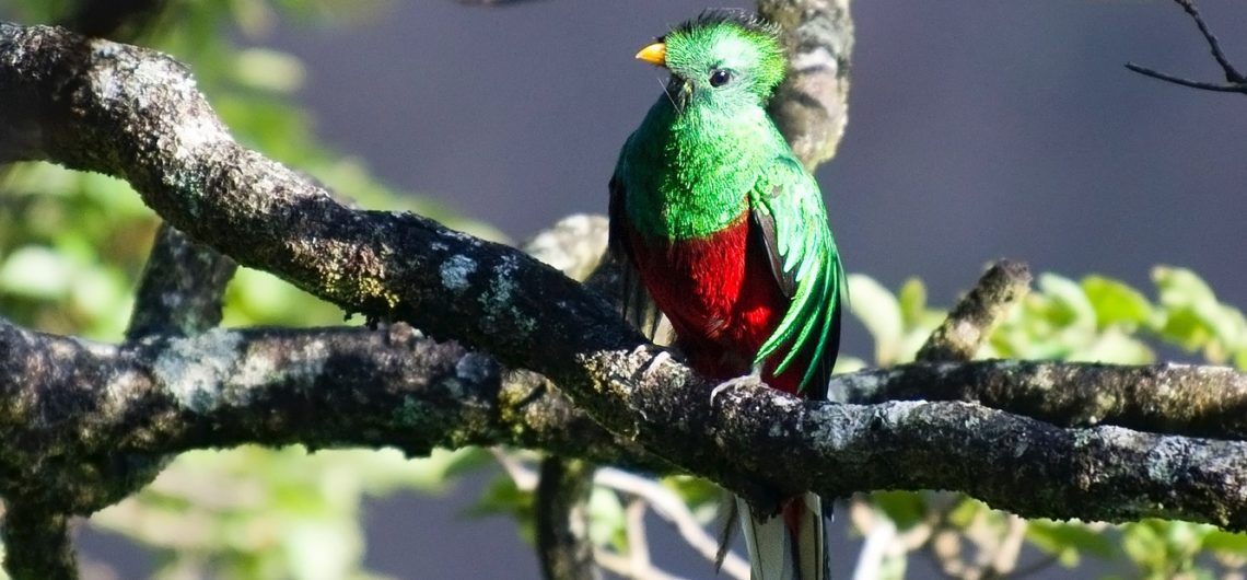 Vogels Costa Rica quetzal