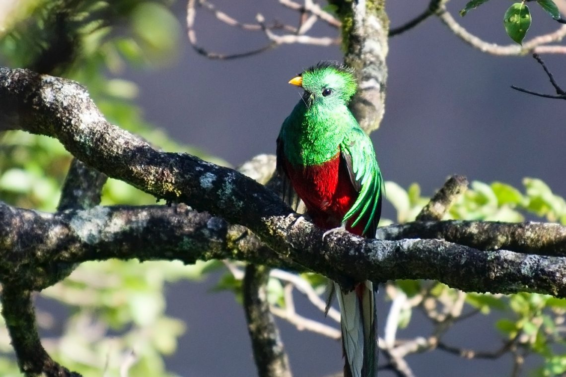Vogels Costa Rica quetzal
