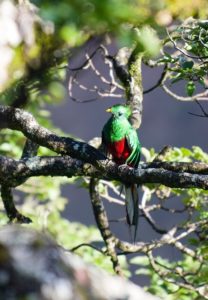 Vogels Costa Rica quetzal