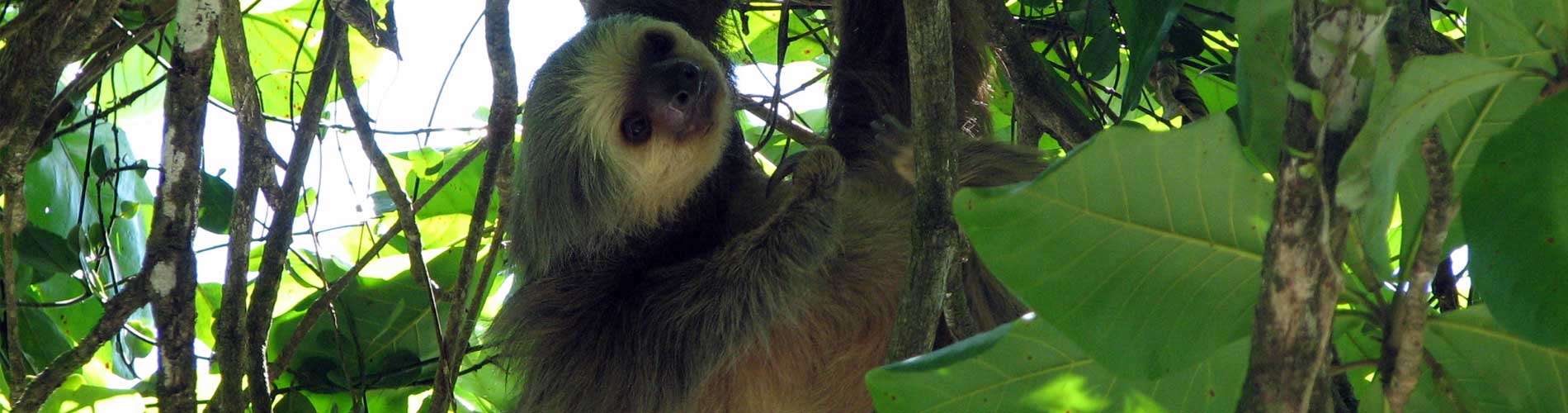 Manuel Antonio